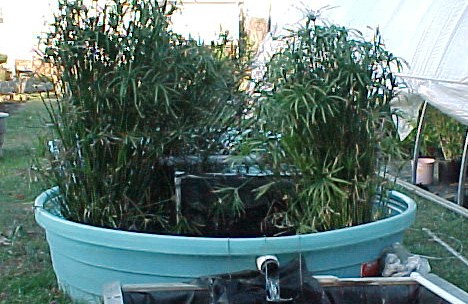 650-gallon stock tank is full of umbrella palms to help keep the nitrates under control