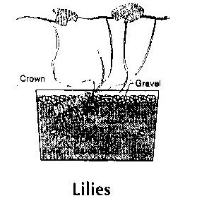 Lilies are planted with the crown just above the soil and gravel.