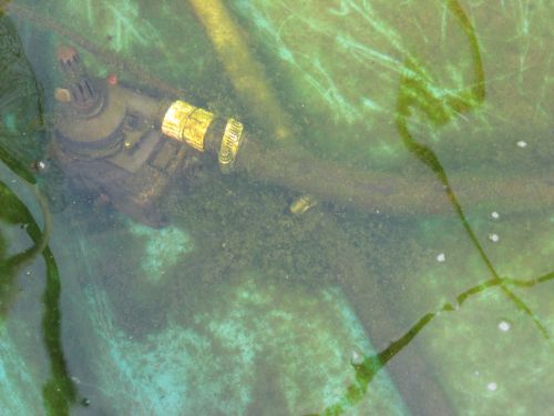 Algae around the pump and tubing