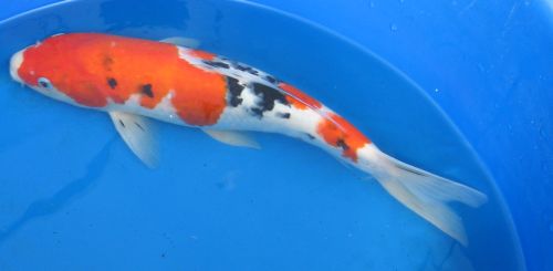 Sanke standard fin koi 17"  FEMALE photo from 10/09/09  updated video ONLY 2010 IMPORTED