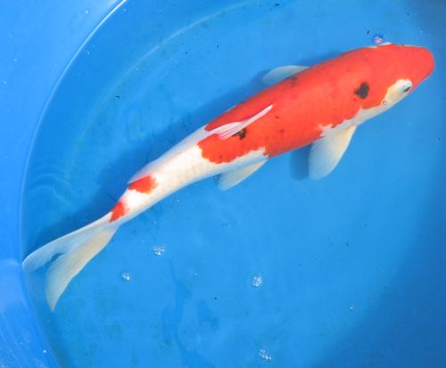 Sanke standard fin koi 17"  FEMALE photo from 10/09/09  updated video ONLY 2010 IMPORTED