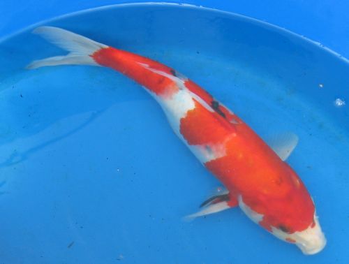 Sanke standard fin koi 14" updated 10/09/09 IMPORTED