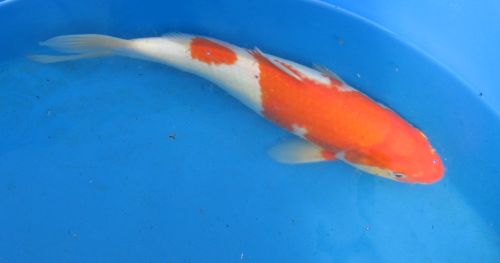 Kohaku standard fin koi 13" updated 10/09/09 IMPORTED