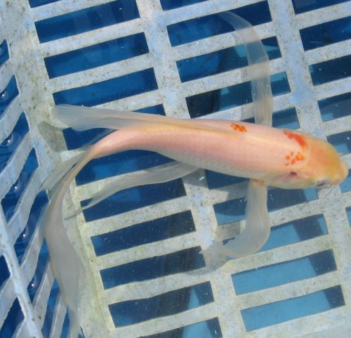 Kohaku butterfly koi 7.5" updated FEMALE 08/28/10