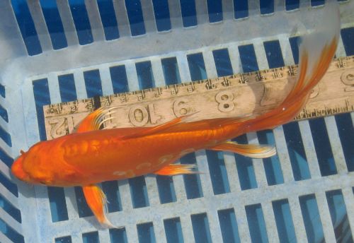 Doitsu Metallic Kohaku butterfly koi 8"  FEMALE  updated 08/28/10