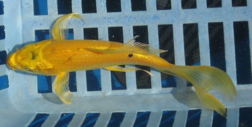 Yellow butterfly  6" New koi photo 7/04/10