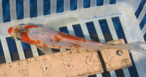 Sanke red tipped nose 6" New koi photo 8/08/10