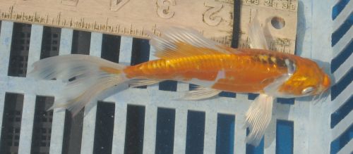 Sanke  metallic  6" New koi photo 8/08/10