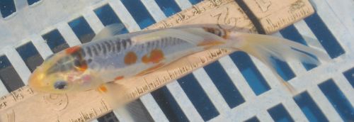 Doitsu Shusui  6" New koi photo 8/08/10