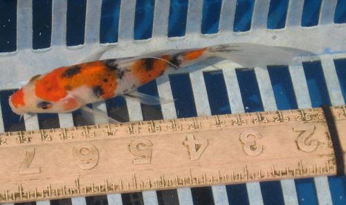 Sanke nice lipstick  5"  New koi photo 8/07/10