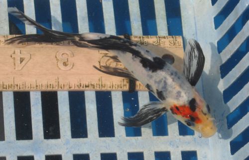 Showa  5.5"  8/07/10