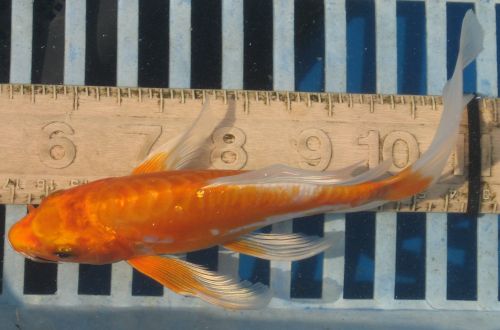 Metallic doitsu kohaku 6" New koi photo 8/07/10