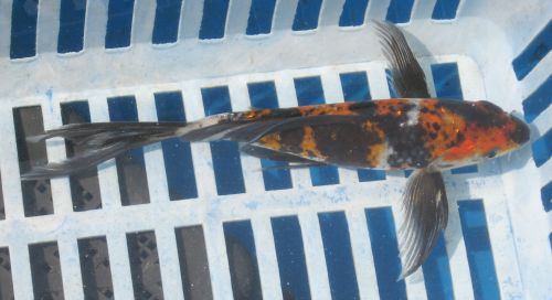 Ginrin Hi Showa 6"  New koi photo 8/07/10