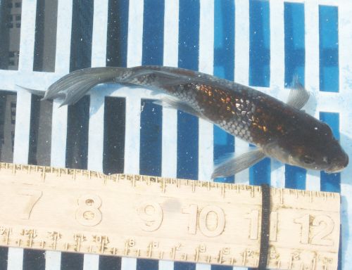 Ginrin Ochiba Shuguri   5.5" New koi photo 8/07/10