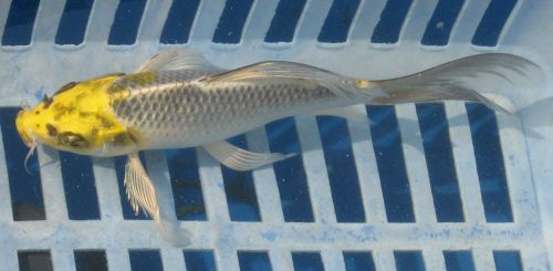 Platinum Matsuba with Yellow  Head butterfly  koi 6"    New koi photo 8/08/10