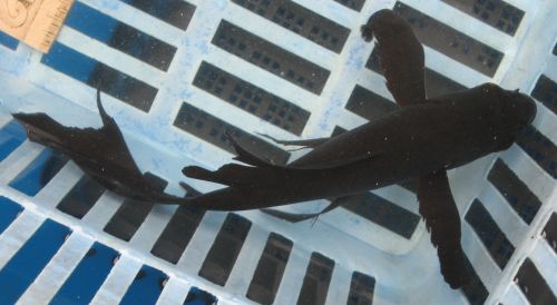 Black fins 6.5"  New koi photo 8/12/10