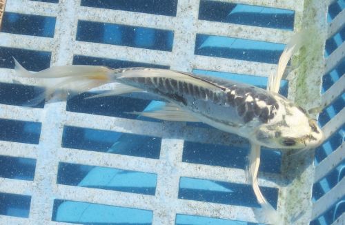 Shusui butterfly koi 5"   9/05/10 added