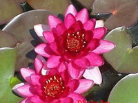 Perry's Baby Red has wine red flowers adorn this free blooming lily.  This one is excellent for  small ponds, and tub gardens.