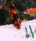 Blaze the Koi fish eating