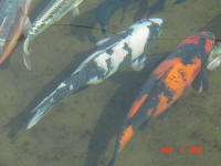 March 20th Utsee has fully recovered and is back in the main pond swimming with her friends.