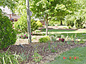 back yard bed