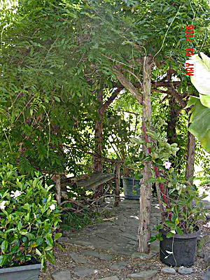Wisteria growing on arbor next to lower pond