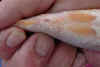 damage on koi from costia