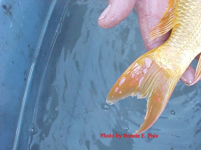 Carp Pox 4 days after warming the water