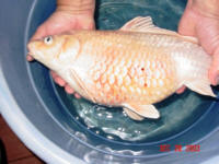 Note the blood in between the scales and the general reddish appearance along with the dissented belly.