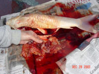 the tumor had encased all the organs in the abdomen, the gall bladder, the liver, and the intestinal track