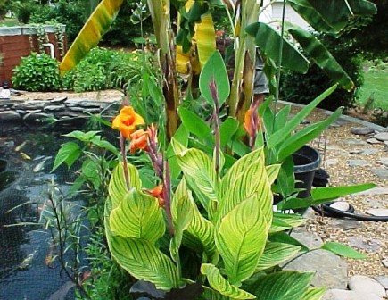 banana tree is sitting on a plant shelf in the pond