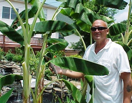 Rich and banana tree