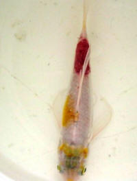 photo of ulcerated koi