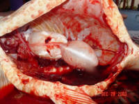 You can see the swim bladder in the empty abdominal cavity.  Note all the loose skin from the very large area the tumor occupied.